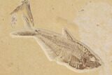 Double Diplomystus Fossil Fish - Wyoming #91575-3